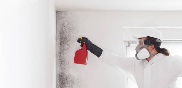 Best Attic Mold Removal  in South Palm Beach, FL